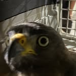 Luiz Rios - @exotic.luiz.vet - Instagram