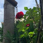 Luka Erceg - @cobraluka - Instagram