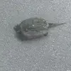 lukas green_2 - @lukas.green_2 - TikTok