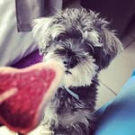 LuKas 🐾 - @lukas_harrison - Instagram