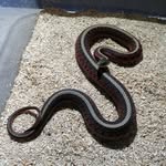 Lukas Hess - @house.of.snakes - Instagram