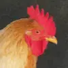 Lukas Vance - @lukasvance - TikTok