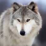 Luke Atwell - @wolfie_lv - Instagram