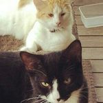 Luke Barger - @buttercup_and_neko - Instagram