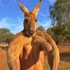 Luke Barrow - @lukeypoo18 - TikTok