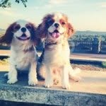 Luke & Bentley The Cavaliers - @lukeandbentleyy - Instagram