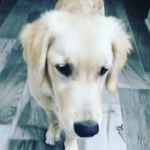 luke bobo - @bobo.luke - Instagram