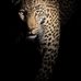 Luke Bradshaw - Facebook