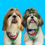Luke e Bruce 🐶 - @luke.bruce.shihtzu - Instagram