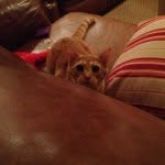 🐱Luke Carmichael🐱 - @lukethekitty - Instagram