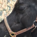 Luke Amelia Casper - @lukeamelia7 - Instagram