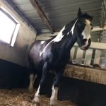 Luke And Casper❤️🐴 - @luke_galloping_casper - Instagram