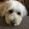 lukeceleste566 - @lukeceleste566 - TikTok