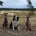 Luke, Sirius & Chase - @bluesbros_whippet_bordercollie - Instagram