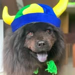 🅻🆄🅺🅴 🅲🅷🅾🆆 🐾 - @luke.10.chowchow - Instagram