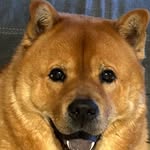 Chow Chow Luke - @lukechow.w - Instagram
