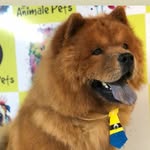 @luke.chowchow - Instagram