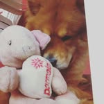 luke | chow chow - @lukemourao - Instagram