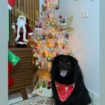 Luke 🐶 - @luke.chowchow_ - Instagram