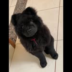 Luke 🐕 - @luke_chow_chow62 - Instagram