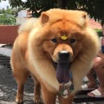 LUKE 🐶 - @luke_chow_chow - Instagram