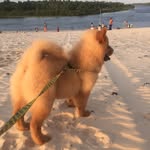 Luke 🐶🐾😍 - @luke_chow_chow_ - Instagram