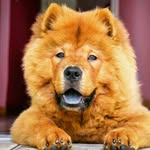 Luke Chow - @luke_thechow - Instagram