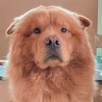 Luke chow - @lukechow21 - Instagram