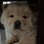 Luke_Chow - @lukerabuffetti - Instagram
