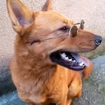 Luke chow 🐾 - @lukezao_chow - Instagram