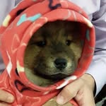 Luke Chow Chow - @chowchowluke - Instagram