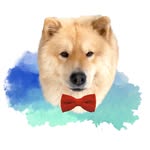 Luke Chow Chow - @lulischow - Instagram