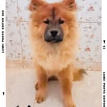 luke chow-chow - @lukeguidini - Instagram