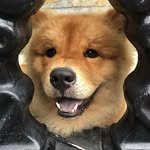Luke Chow Chow - @_lukechowchow - Instagram