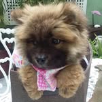 Luke Chow Chow - @luke_ch0w - Instagram