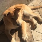 luke_chow_chow - @luke_stein_chow_chow - Instagram