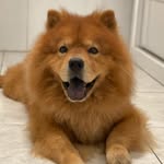 Luke Chow Chow ♔ - @luke_.chowchow - Instagram