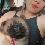 Luke Lorenzo  Chow Chow - @lukechowc - Instagram