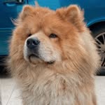 Luke - @lukechowchow20 - Instagram