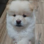Luke Skywalker - @lukechowchow_ - Instagram