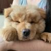 Luke.chow - @luke.chow - TikTok