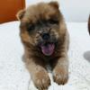 luke.chow🐶 - @luke.chow1 - TikTok