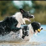 L&C-BorderCollie-Brüder- - @luke_cody.die.borderbrueder - Instagram