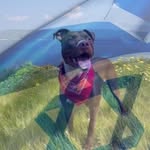 Luke Cohen 🐶 - @luke_pet_pit - Instagram