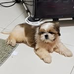 Luke Cruz - @shitzu.lukecruz - Instagram