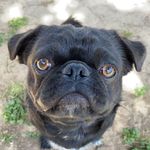 Luke Cruz - @luke_the_pugg - Instagram