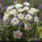 Luke Curran - @luke.curran.herbalist - Instagram