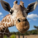 Giraffe - @luke.l.deleon - Instagram