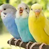 luke donald - @birdlover7809 - TikTok