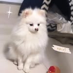 Luke Down🐾 - @luke_down_spitz - Instagram